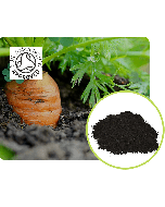 Carrot in soil