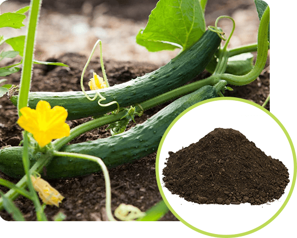 Vegetable Topsoil